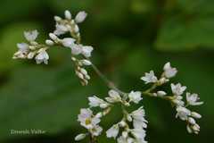 Fagopyrum dibotrys